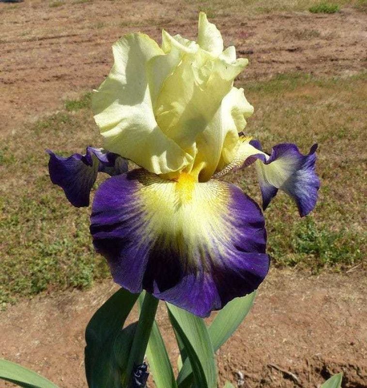 SIDDHI VINAYAK GALLERY Imported Variety Iris cream purple flower bulbs color Exotic Beautiful flower bulbs all season for home gardening Seed  (6 per packet)
