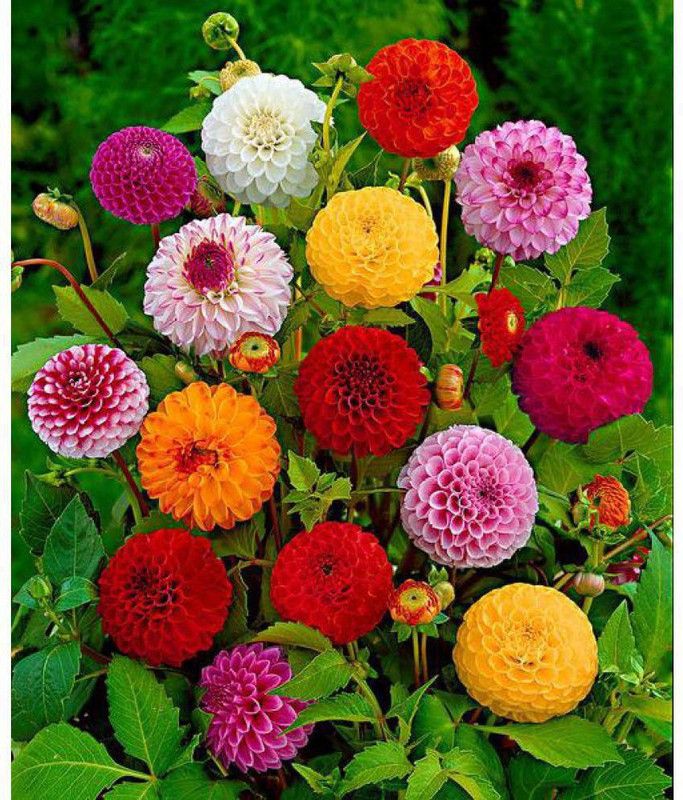 Paudha Dahlia Seed  (10 per packet)