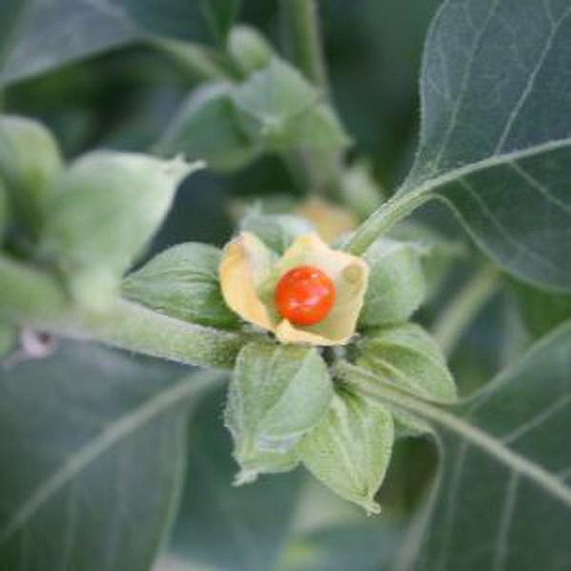 Shiv-Shakti Group Dambel Seed  (10 per packet)
