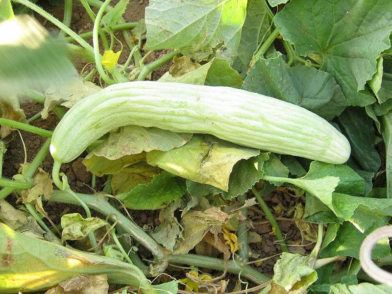 CYBEXIS XLL-18 - Kakdi / Long Melon - (450 Seeds) Seed  (450 per packet)