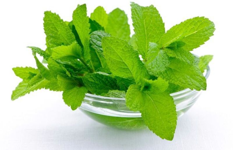 Paudha Mint Seed  (30 per packet)