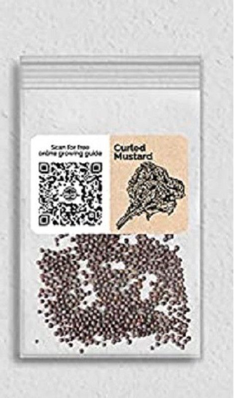 CYBEXIS XLL-69 - Curled Mustard - (450 Seeds) Seed  (450 per packet)