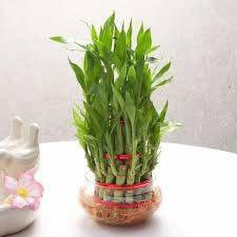 Indian Flora Two Layer Bamboo Plant  (Pack of 1)
