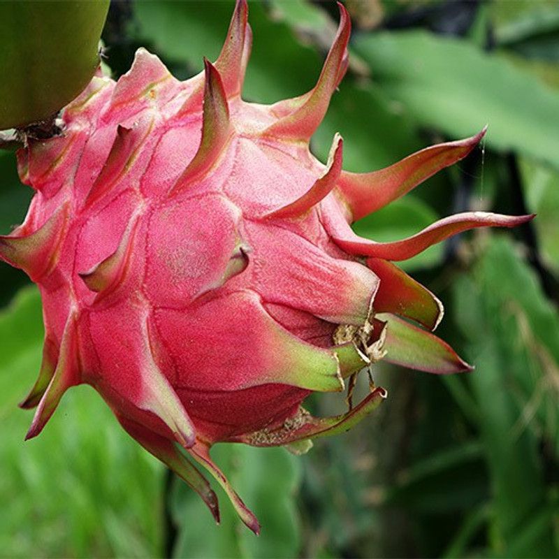PLANTZON Dragon Fruit Hybrid Seed  (56 per packet)