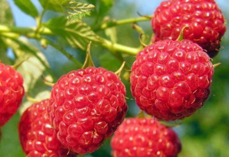 PLANTZON Raspberry Hybrid Fruit Seed  (45 per packet)