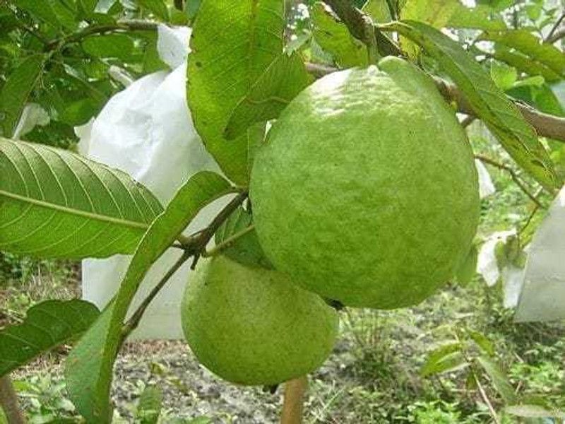 Rainbow Garden Guava Plant  (Hybrid, Pack of 1)