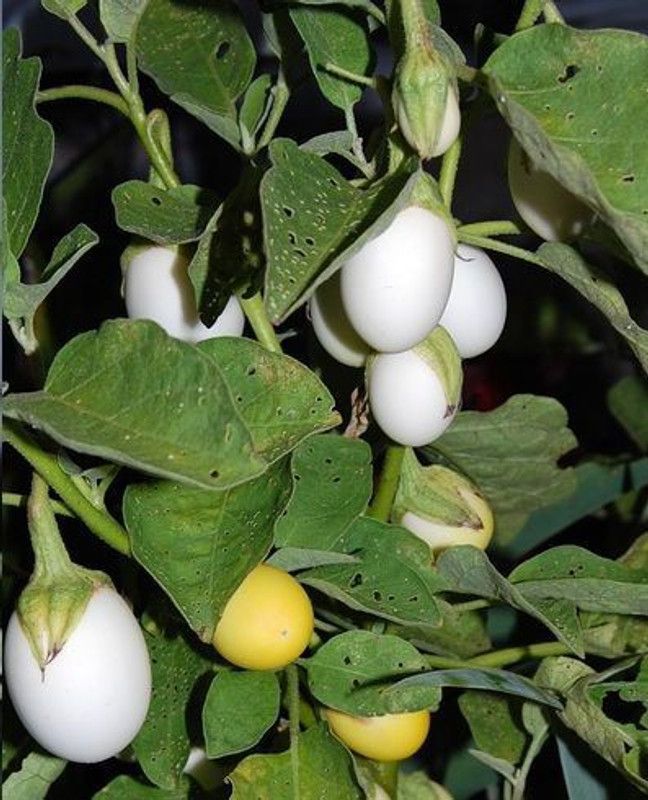 Greenly White Brinjal Seed  (60 per packet)