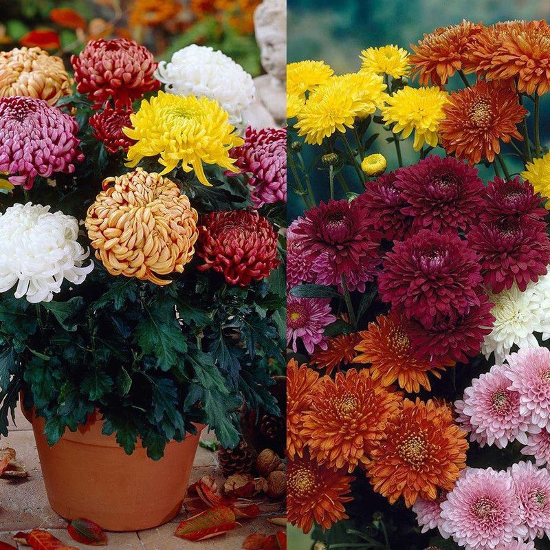 KANAYA Guldaudi Flower Seed  (70 per packet)