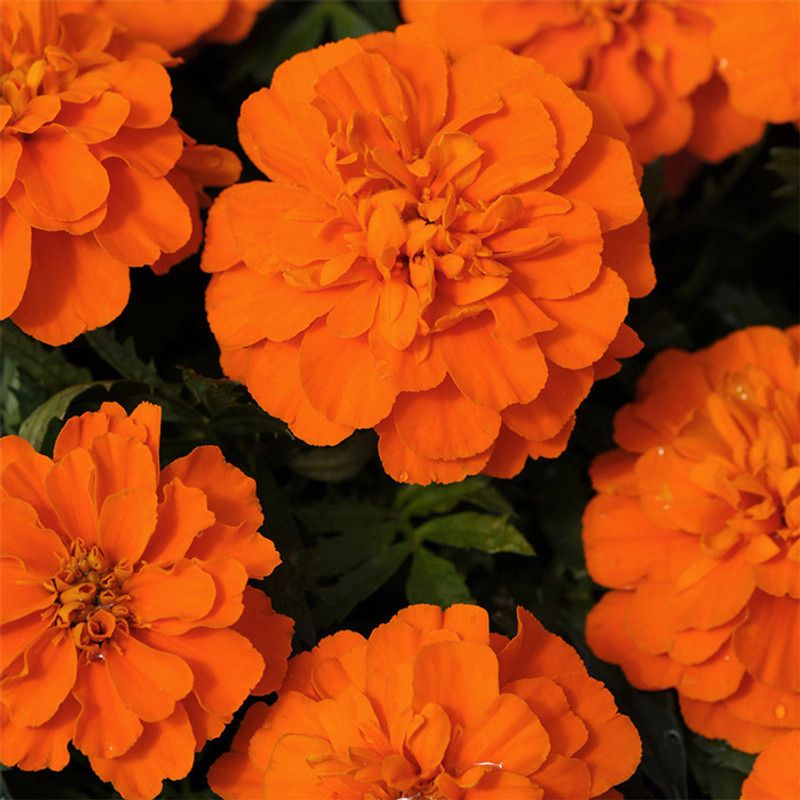 Mozette Exotic marigold orange Seed  (43 per packet)