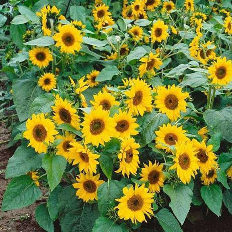 Nodoc Sunflower Seed  (10 per packet)