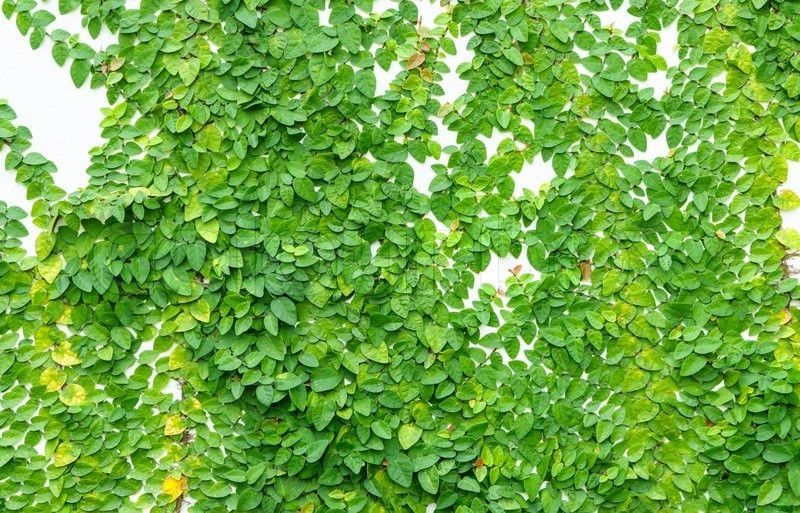 Srushtitraders creeper live plant Seed  (1 per packet)