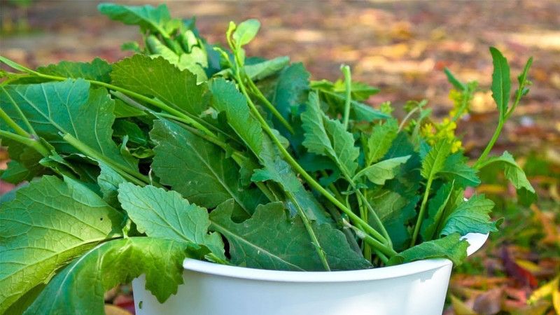 Paudha Mustard Leaves/Sarso Saag Seed  (17 per packet)