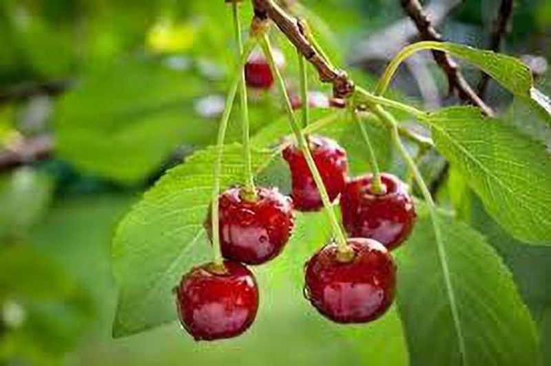 GREENPHOBIA Cherry Fruit Plant  (Hybrid, Pack of 1)