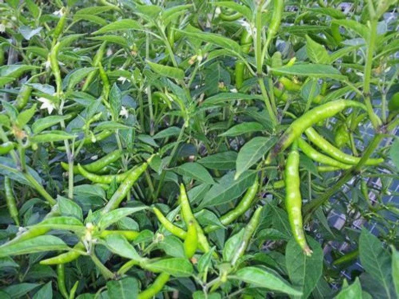 XOLDA Green chilli plant Seed  (45 per packet)