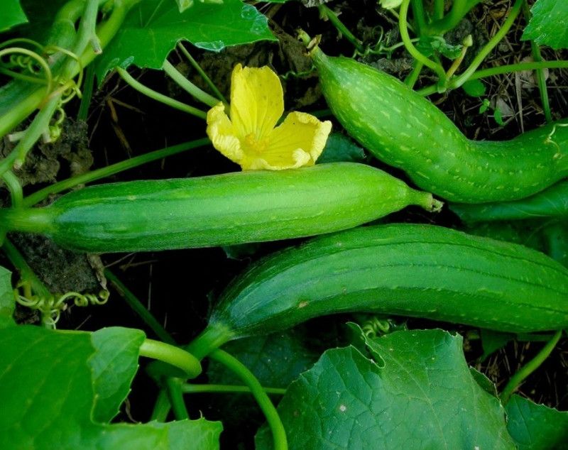 UGRA Sponge Gourd(Turai) Seed  (250 per packet)