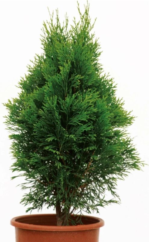 MsGreenNursery Platycladus/Morpankhi Plant  (Hybrid, Pack of 1)