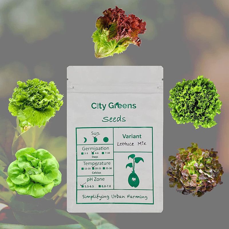 CityGreens Lettuce Lollo Rosso, Green Oak, Red Oak, Batavia, Butterhead Seed  (100 per packet)