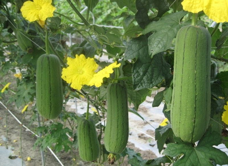 UGRA Short Smooth Luffa Seeds/sponge gourd Seed  (250 per packet)