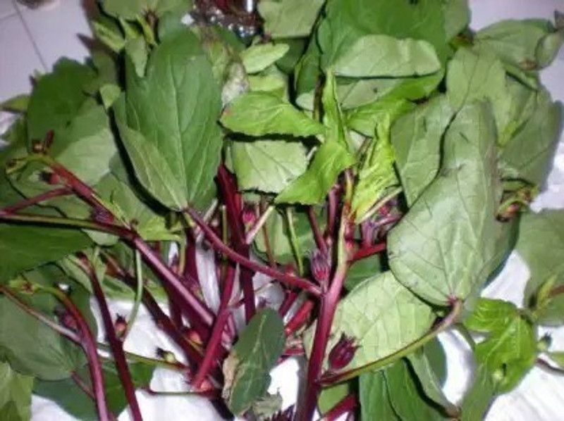 Chalisa Ambada, Gongura Seed  (85 per packet)