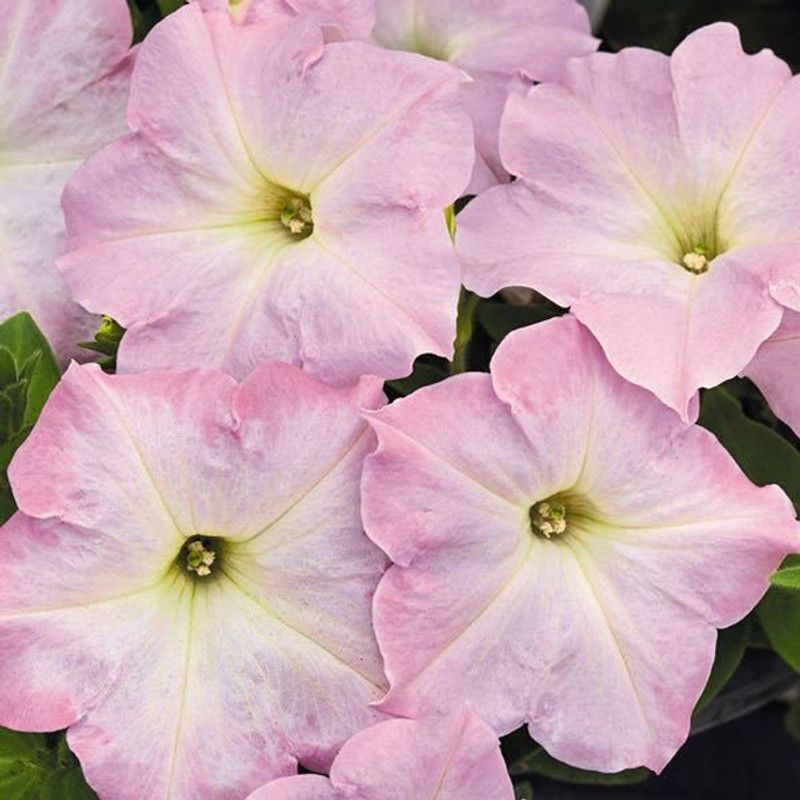 XOLDA Petunia Pink Rose Seed  (28 per packet)