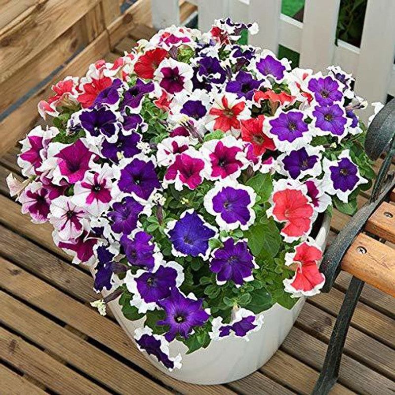 Lorvox Petunia Mix Flower Seed  (40 per packet)