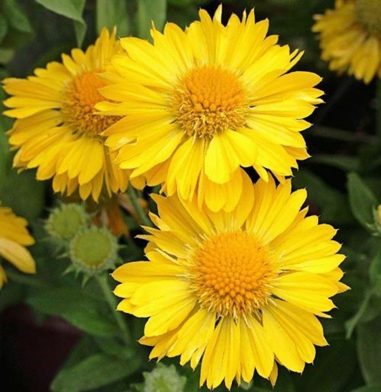Mozette Exotic gallardia Seed  (45 per packet)