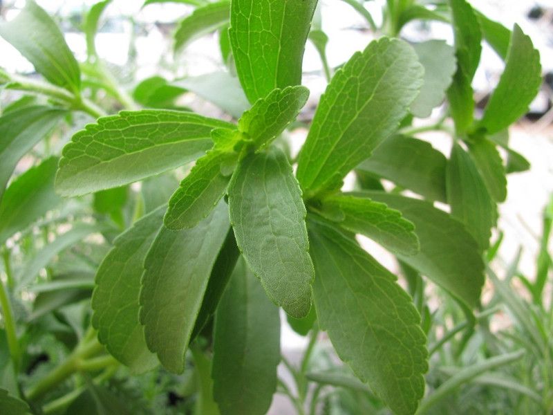 Mozette Stevia Sweet Leaves Seed  (37 per packet)