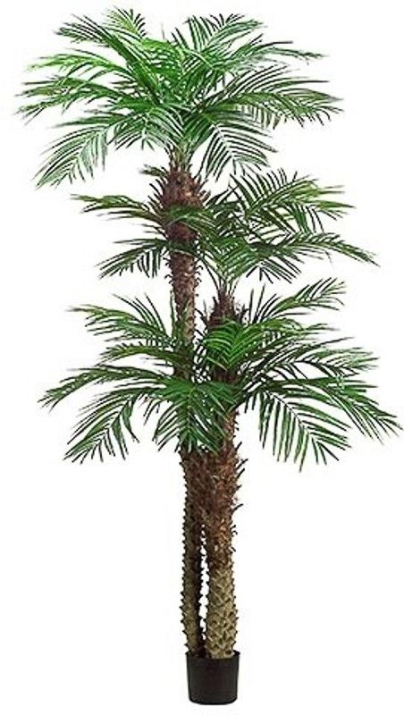 EliteGreen Areca Palm  (Hybrid, Pack of 1)