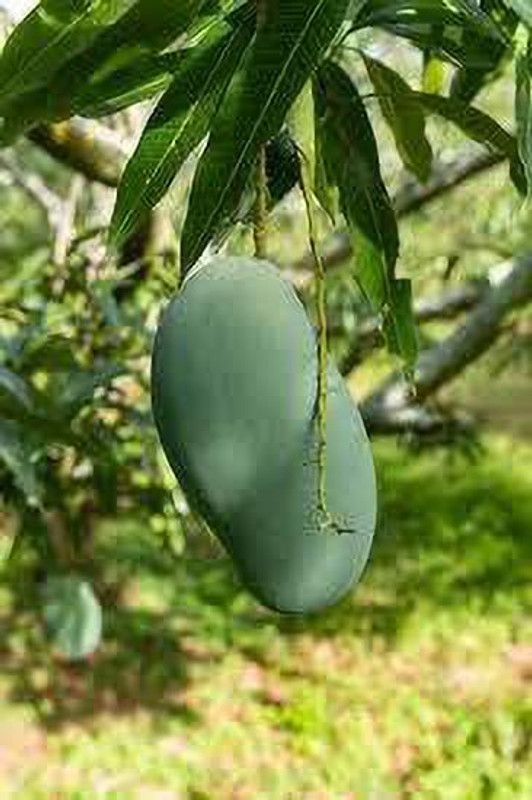 PlantShops Mango Plant  (Hybrid, Pack of 1)