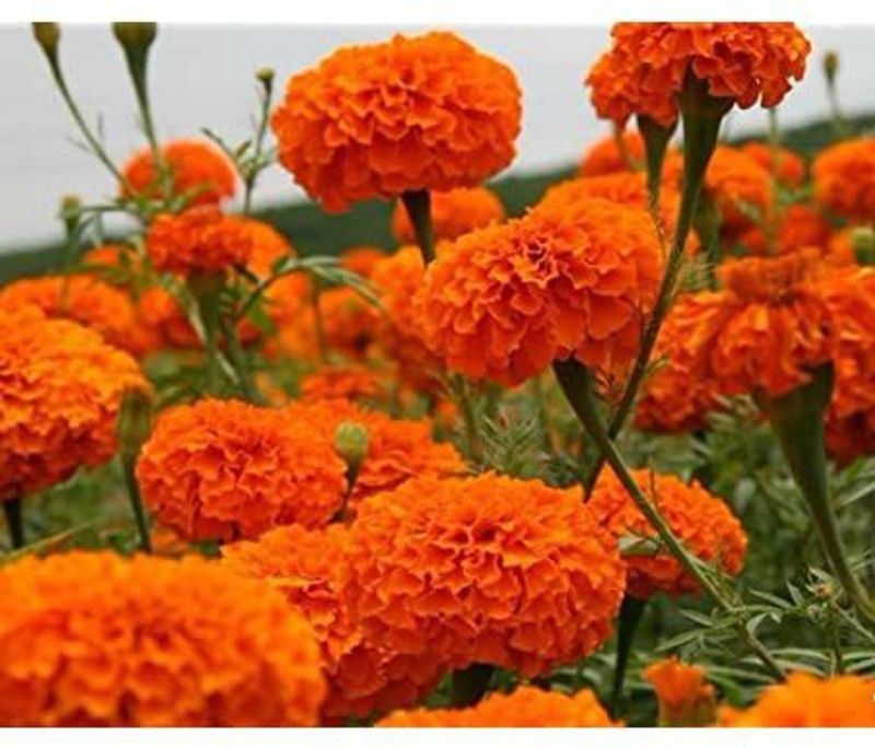 Mozette Marigold orange flower Seed  (48 per packet)