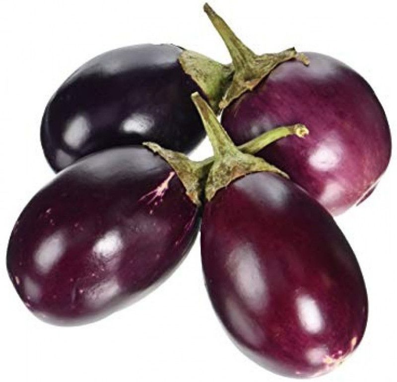 XOLDA Hybrid Brinjal Seed  (69 per packet)