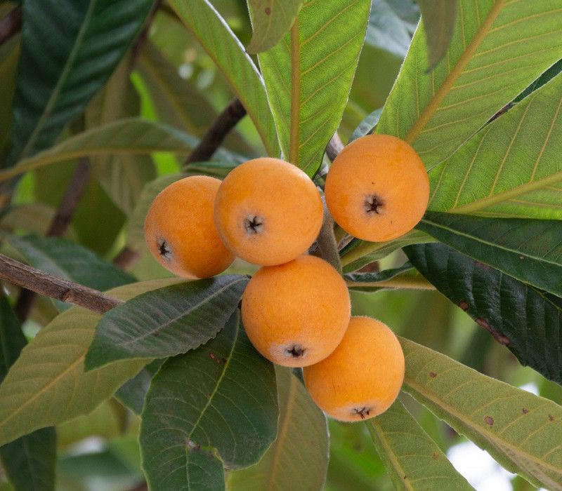 Bee Green Gular/Cluster Fig Plant  (Hybrid, Pack of 1)