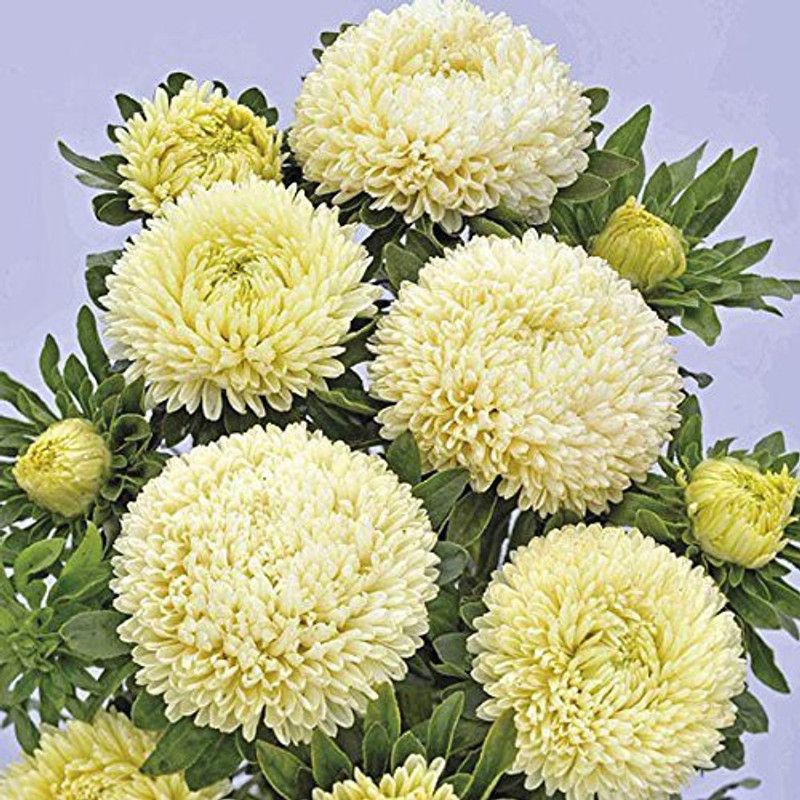 CYBEXIS Rare Aster"Balloon Yellow" Hybrid Seed  (1 g)