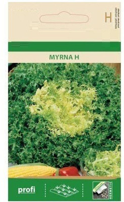 Qualtivate ® Cichorium ENDIVIA Myrna H Seeds Seed  (1000 per packet)
