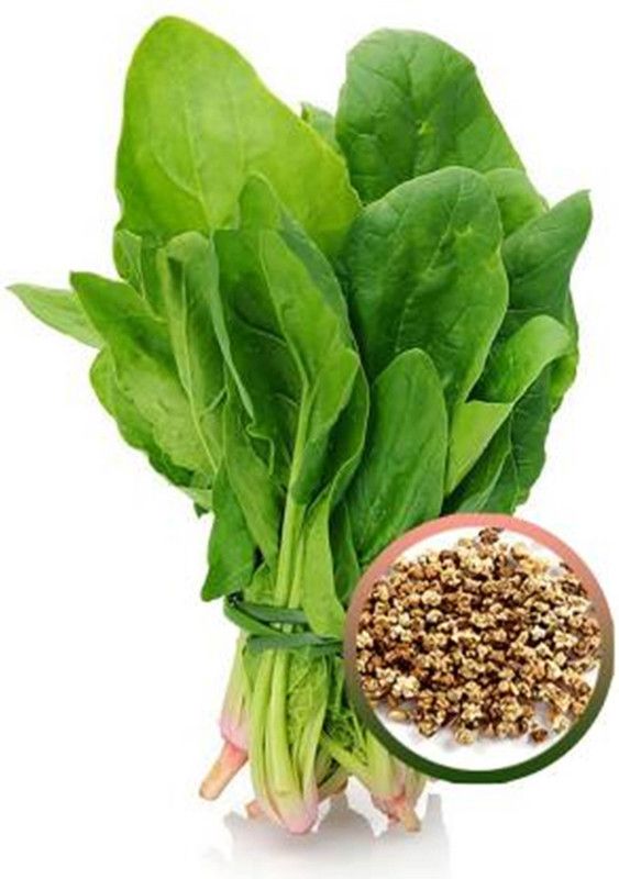 VINAYAKAUSHADHI Palak – All Green (Spinach) Premium Quality Vegetable ( 830 Seeds ) Seed  (830 per packet)