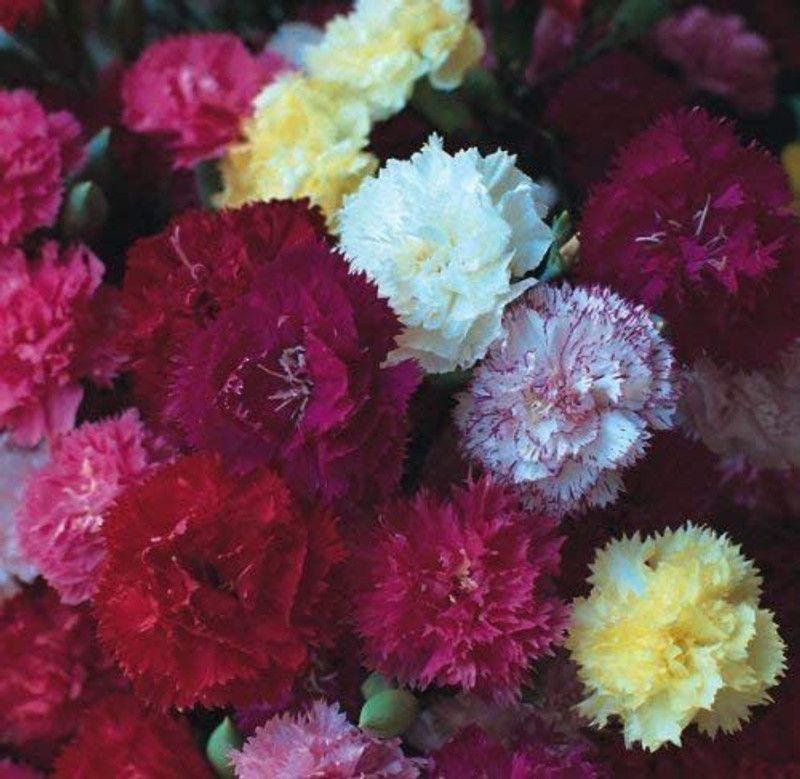 CYBEXIS Carnation - Hardy Border Mix Seed  (50 per packet)