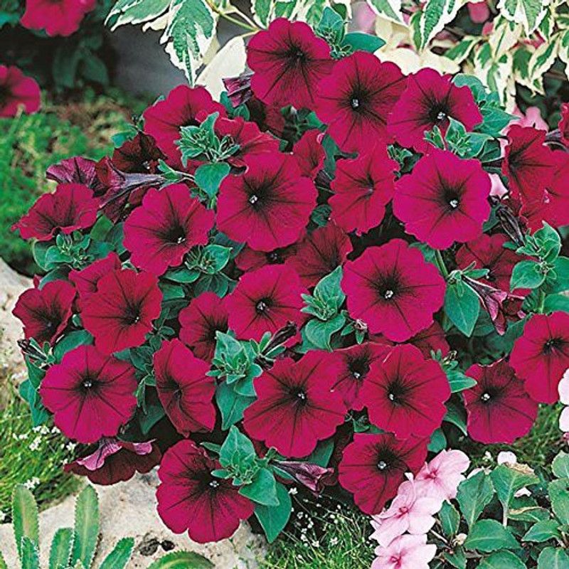 CYBEXIS Rare Hybrid Petunia" Mirage Velvet" Flower Seeds for Growing Seed  (1 g)