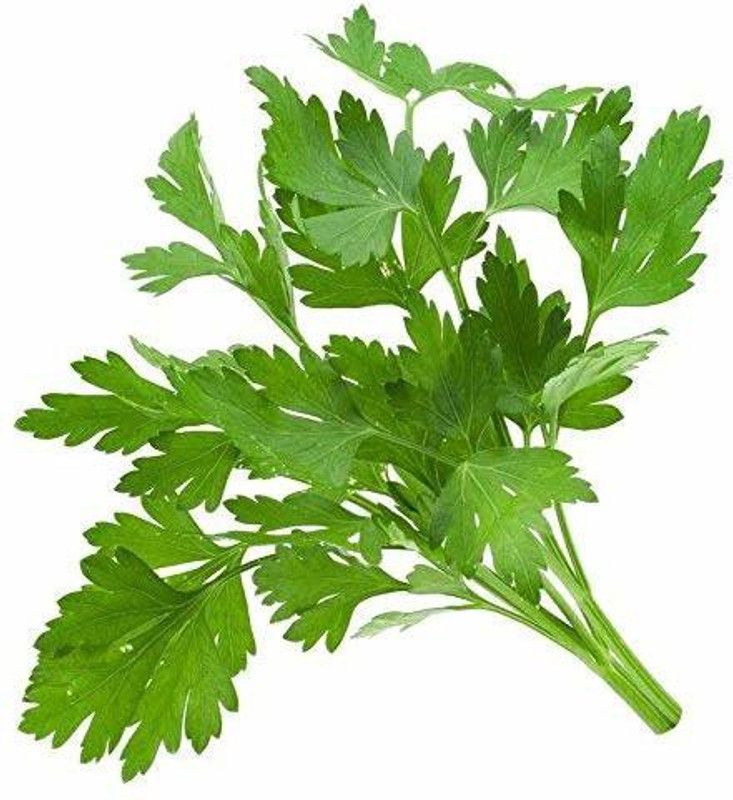Qualtivate ® Coriander Imported Seeds-600 Seed Seed  (600 per packet)