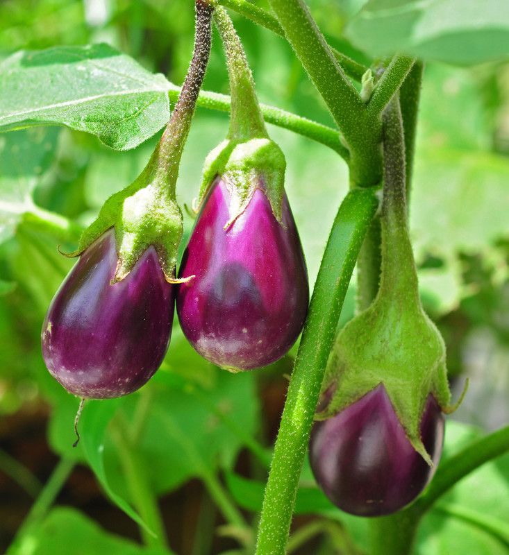 CooPany HIGH YIELDING BRINJAL / BAIGAN / KATHARIKAI SEEDS 110 Seed  (110 per packet)