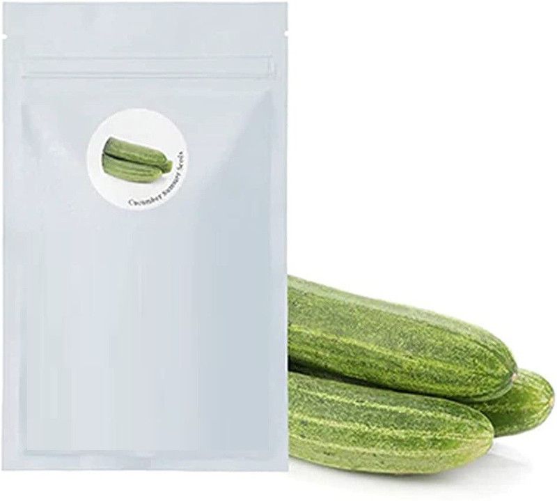 WILLVINE ATS-806 Hybrid Cucumber Seeds Seed  (200 per packet)