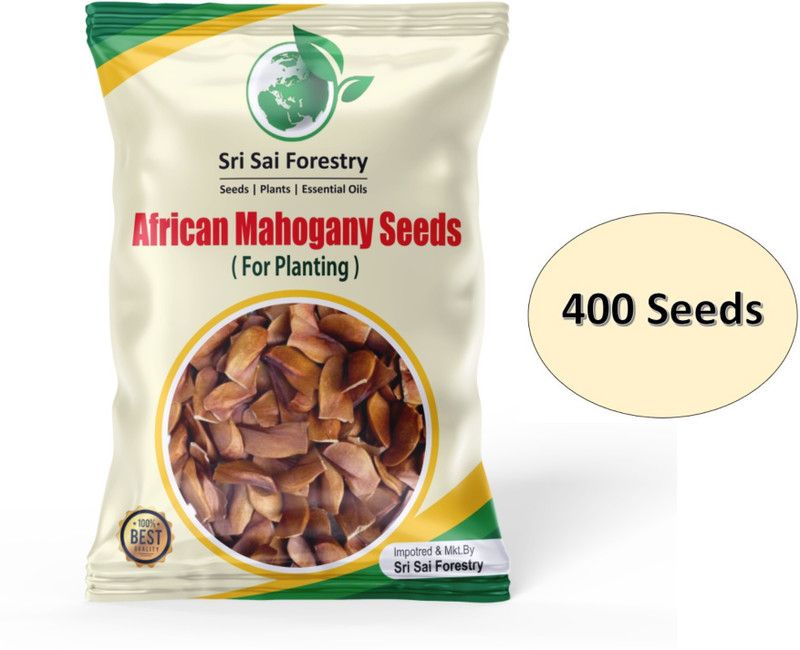 SRI SAI FORESTRY Mahogany Tree Seeds, 400 Seeds, African Mahogany Seeds for Planting Seed  (400 per packet)