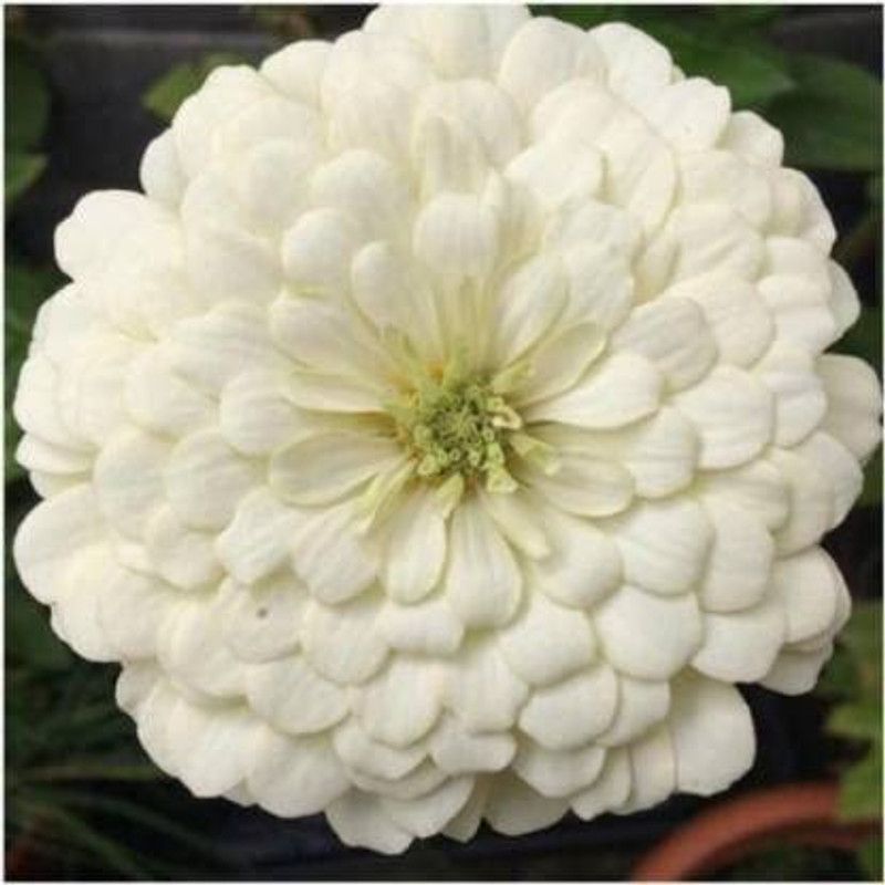 CYBEXIS Rare ZINNIA POLAR BEAR WHITE( ELEGANCE DAHLIA FLOWERED) SEEDS Seed  (25 per packet)