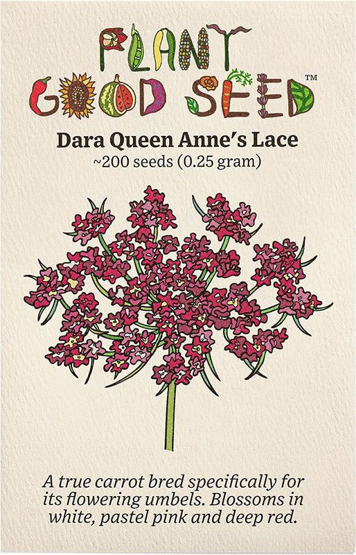 WILLVINE XLR-6 Dara Queen Anne's Lace/Wild Carrot Seed  (100 per packet)