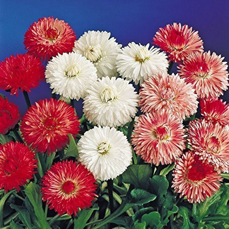 CYBEXIS Daisy-Double Mixed Seeds Seed  (1 g)