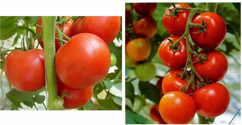 Qualtivate ™ F1 Variety & Ruby High Yield Hybrid Pusa Tomato Seeds Combo Seed  (250 per packet)