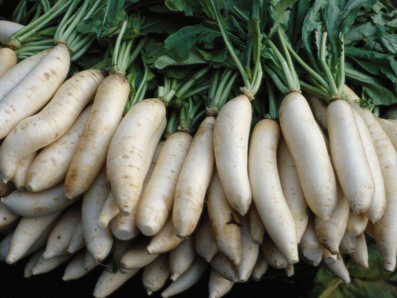 Xesas Radish all season Seed  (30 per packet)