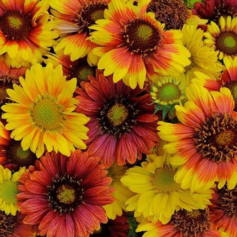 CYBEXIS Gaillardia - Mesa Mix Seeds - High Germination Seed  (1 g)