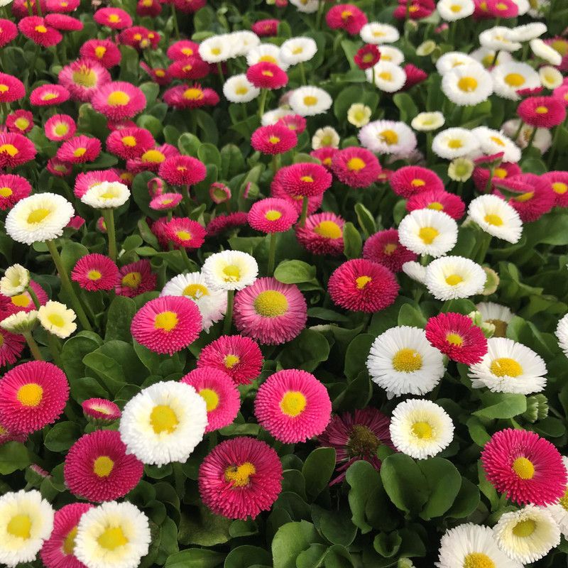 Paudha Hybrid Daisy Mixed Flower Seed  (55 per packet)