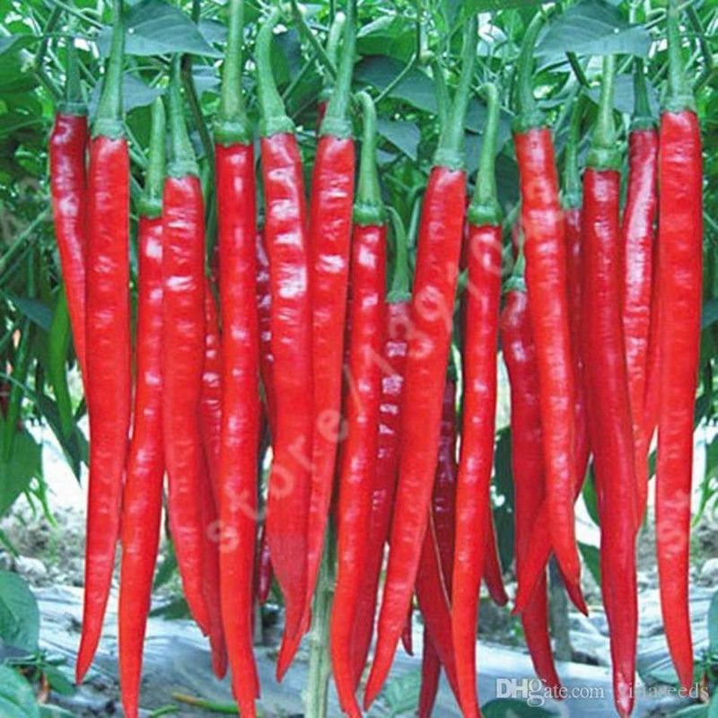PMB Red chilli Seed  (35 per packet)