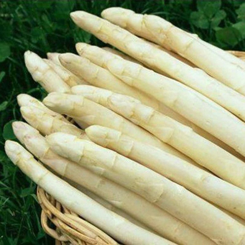 CYBEXIS Non GMO Perennials White Asparagus Seeds-50 Seeds Seed  (50 per packet)